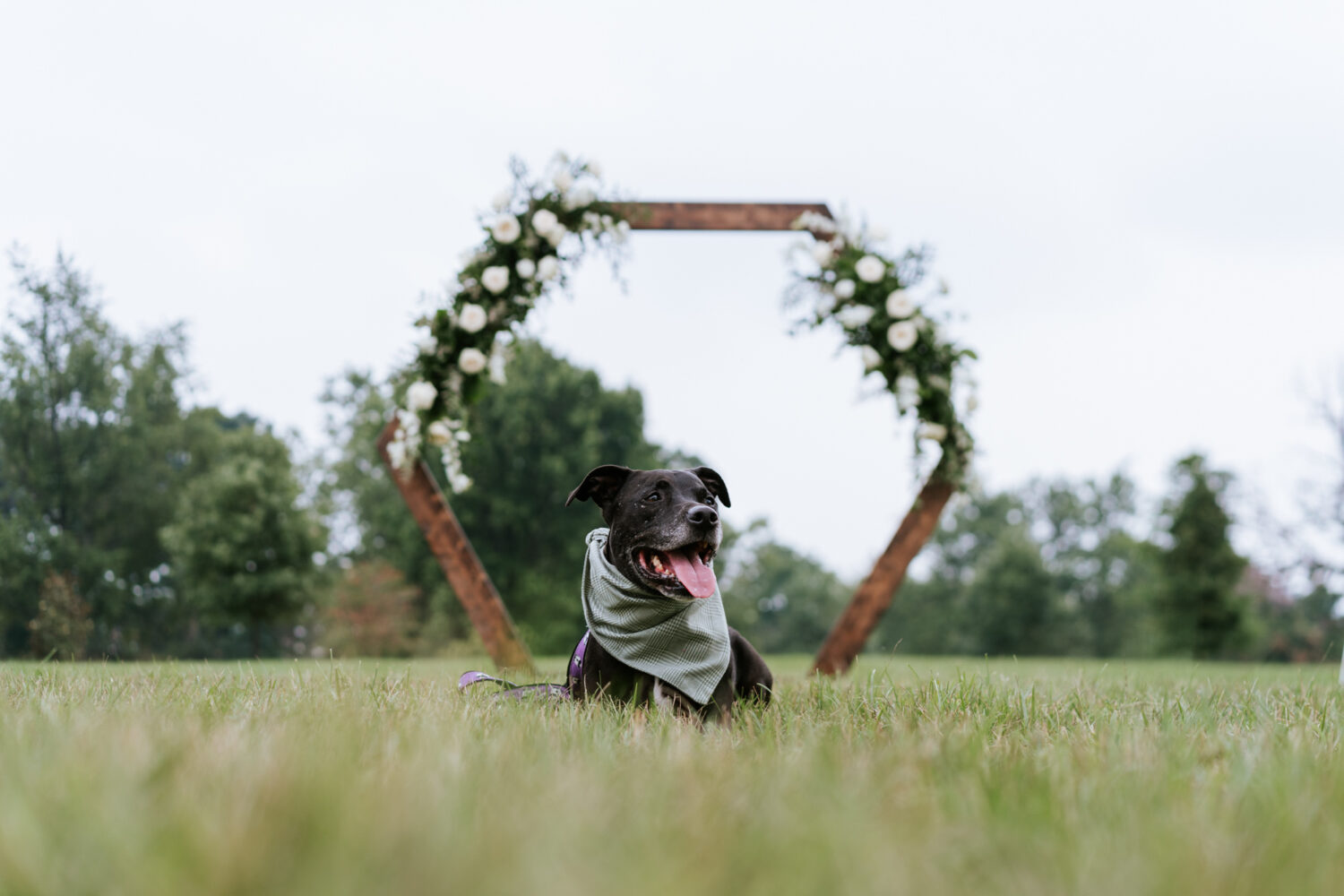 dog portrait in front of an arch 