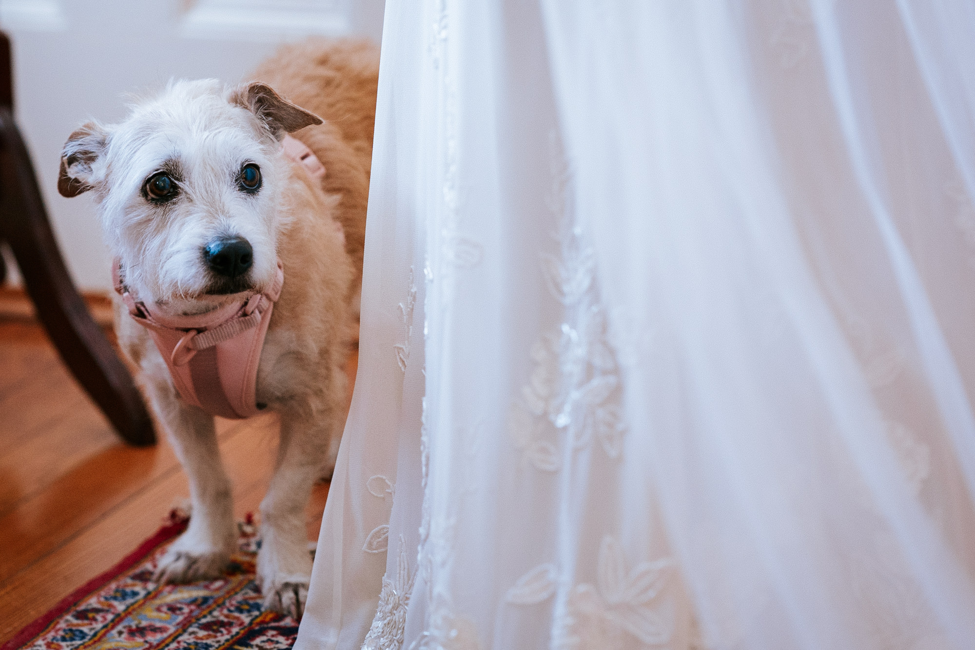 puppy of the bride hiding behind her wedding dress