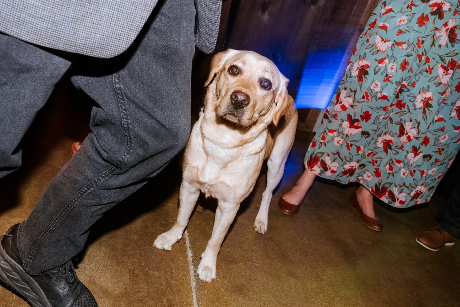 bride and groom's dog on the dance floor during their wedding day