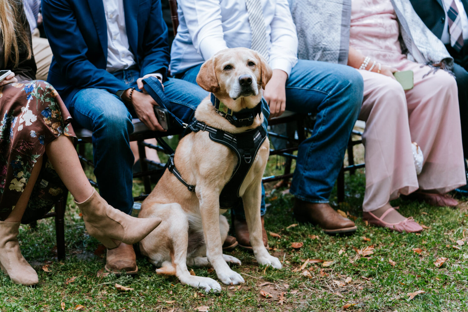 Couple’s pet dog attending wedding ceremony